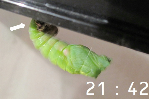 e0201060_21445259.jpg