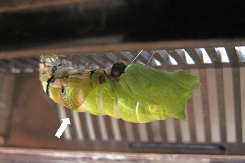 e0201060_21513011.jpg