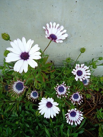 e0002466_2003477.jpg