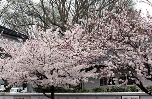 f0003174_11342682.jpg