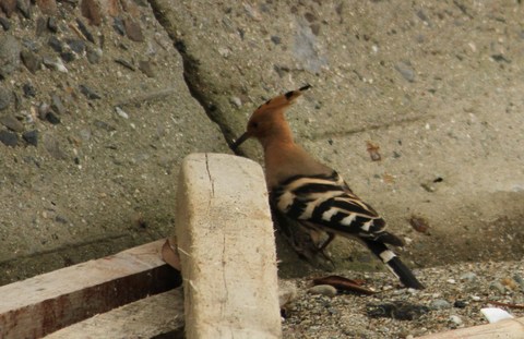 e0197884_20174957.jpg