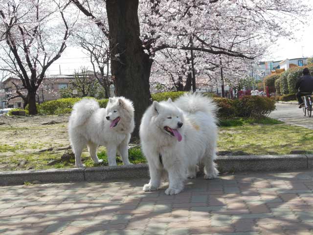 b0120492_11262466.jpg