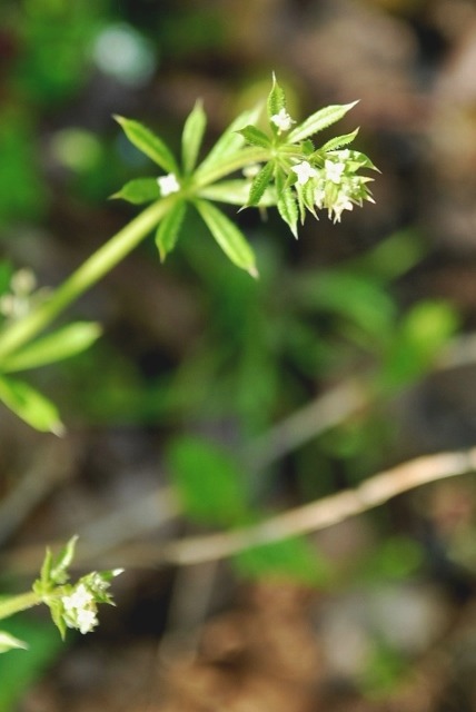 e0025300_1243455.jpg