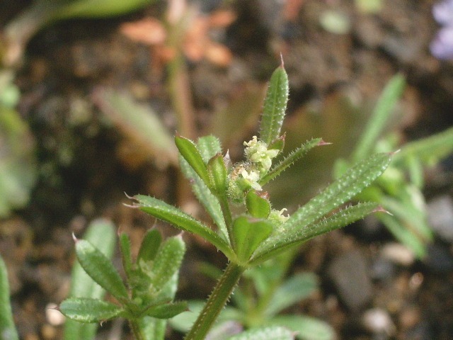 e0025300_1252946.jpg