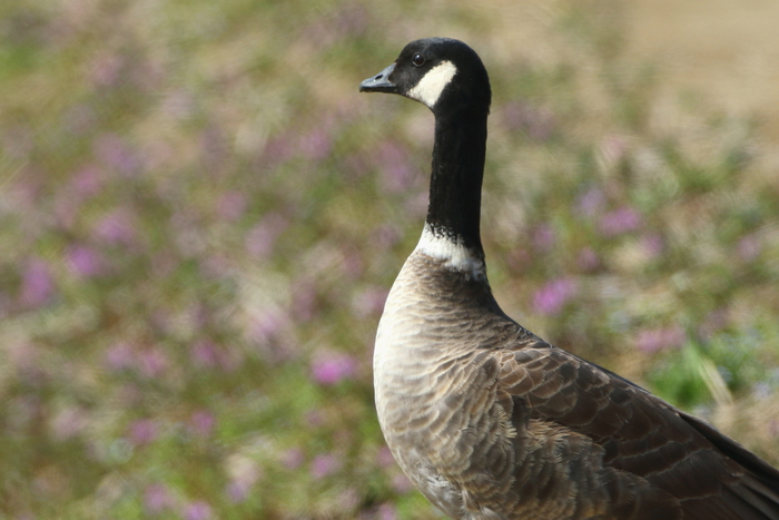 c0148230_1534340.jpg