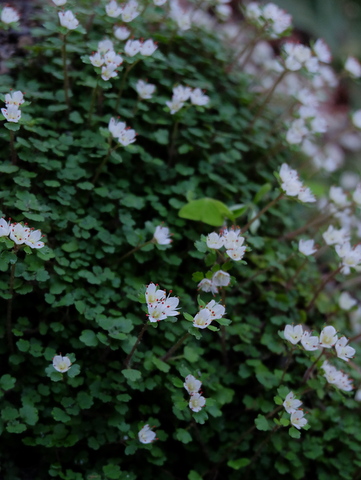 b0281732_7201271.jpg