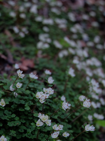 b0281732_720442.jpg