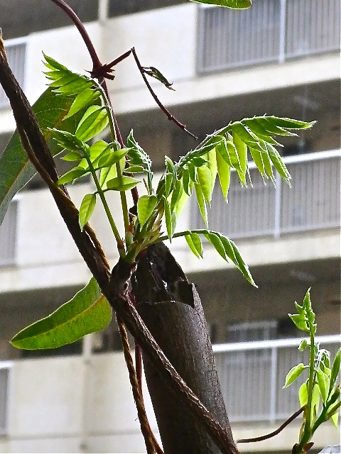 b0027736_2018431.jpg