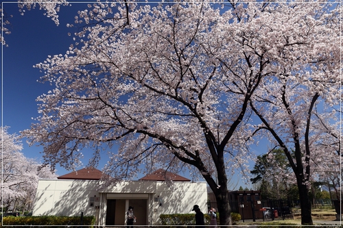 b0151893_20192250.jpg