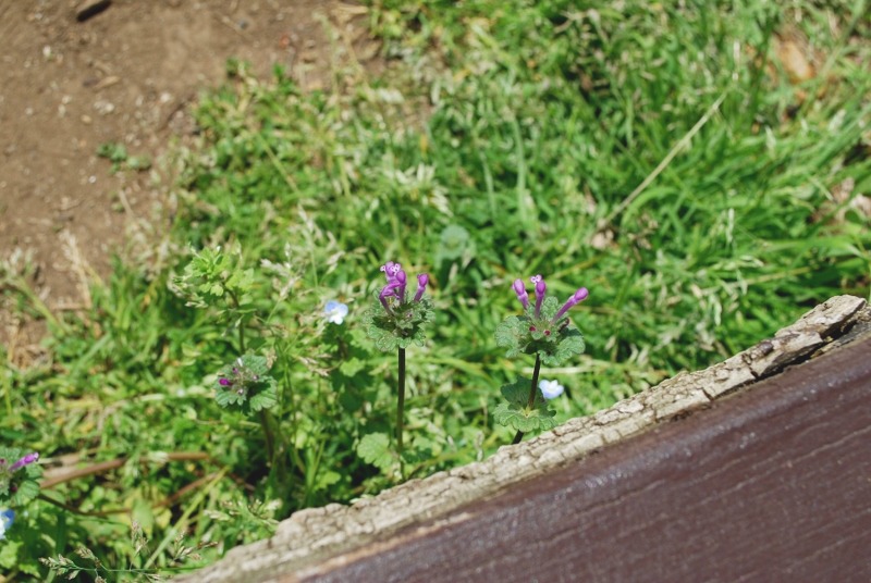 e0025300_20384890.jpg