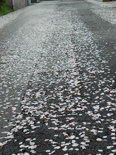 c0152002_19334430.jpg