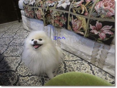 b0167519_22151641.gif