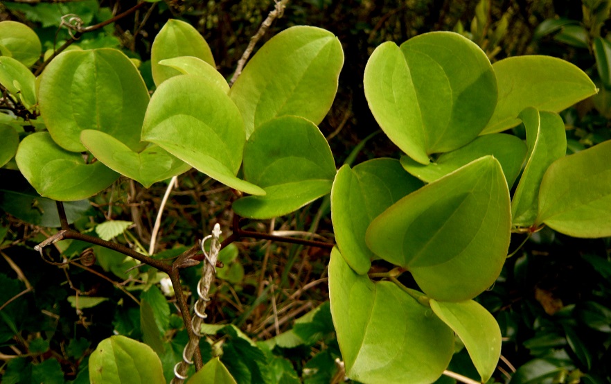 a0206332_753684.jpg