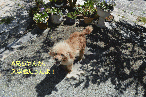 c0136736_21174150.gif
