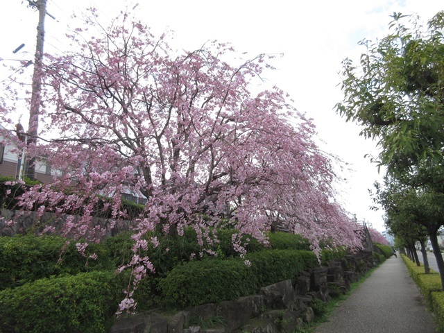 f0100871_20241515.jpg