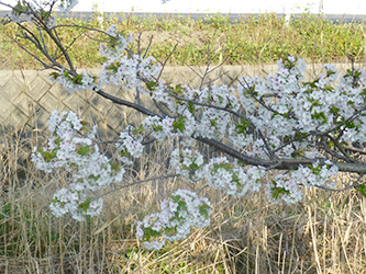 b0057675_1125890.jpg