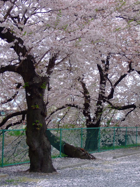 a0105480_22523758.jpg