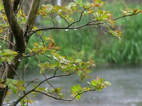 e0130185_11254194.jpg