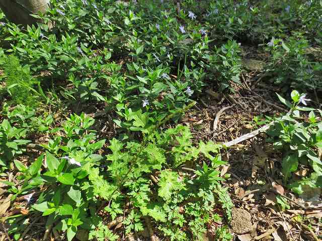 b0064411_05033544.jpg