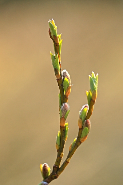 c0104227_143228.jpg