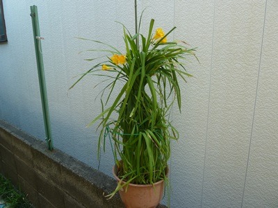 e0033229_2192275.jpg