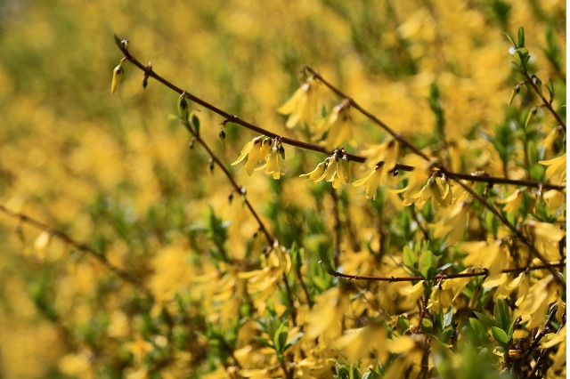 a0242438_18395040.jpg