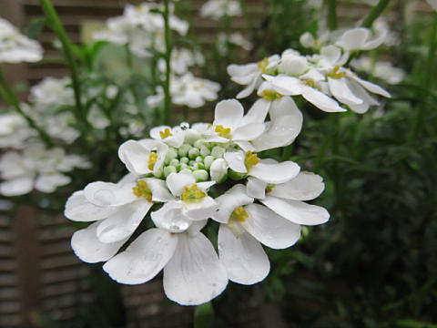 d0046702_7112551.jpg