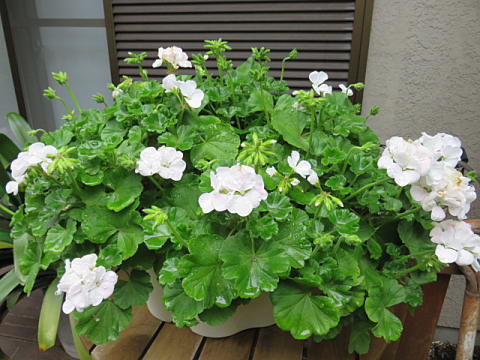d0046702_718311.jpg