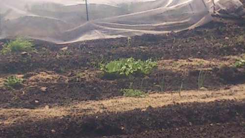 c0300035_1739477.jpg