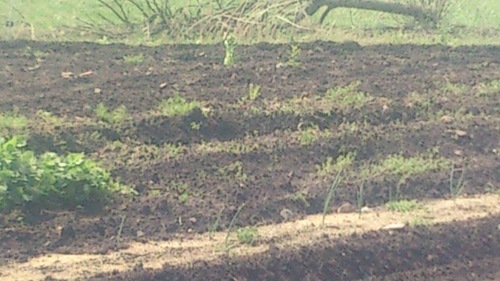 c0300035_17401962.jpg