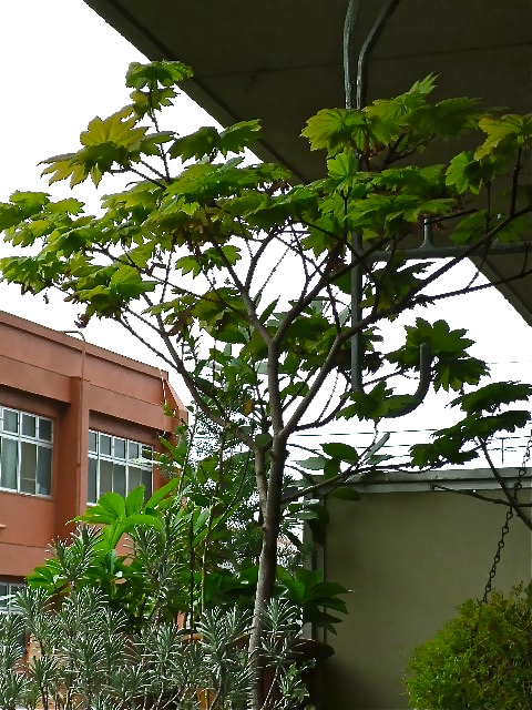 b0027736_1243679.jpg