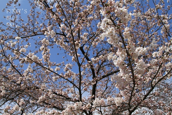 c0145250_1159114.jpg