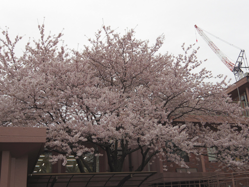 c0051781_018373.jpg