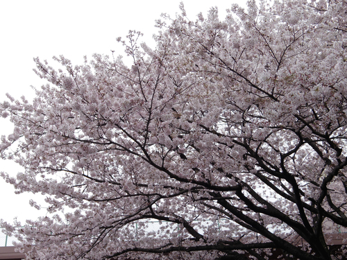c0051781_0223068.jpg