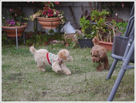 b0175688_20354267.gif