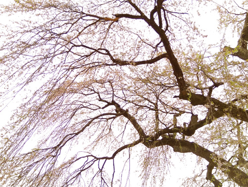 c0185092_199321.jpg