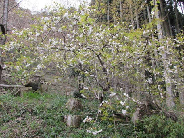 f0341616_17340058.jpg