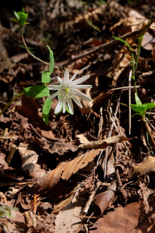 b0281732_11352810.jpg