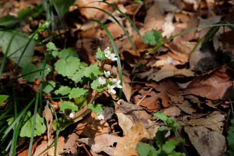 b0281732_11354483.jpg