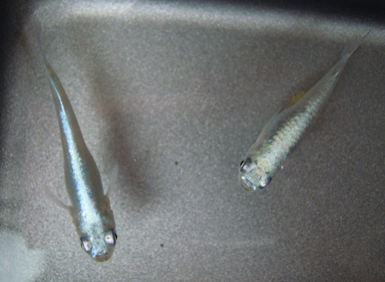 e0097534_18325597.jpg