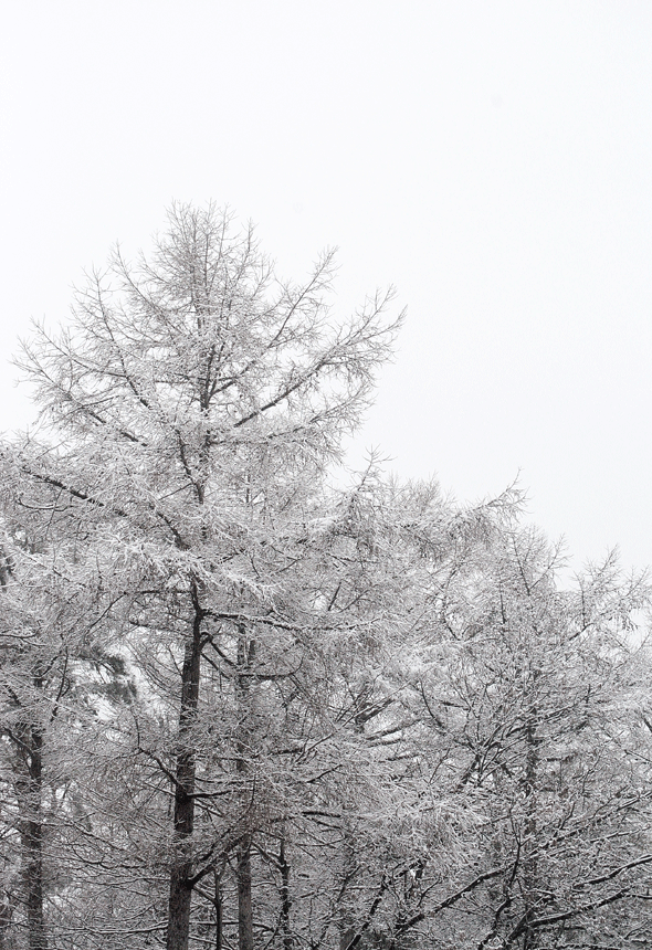 a0001354_19513567.gif