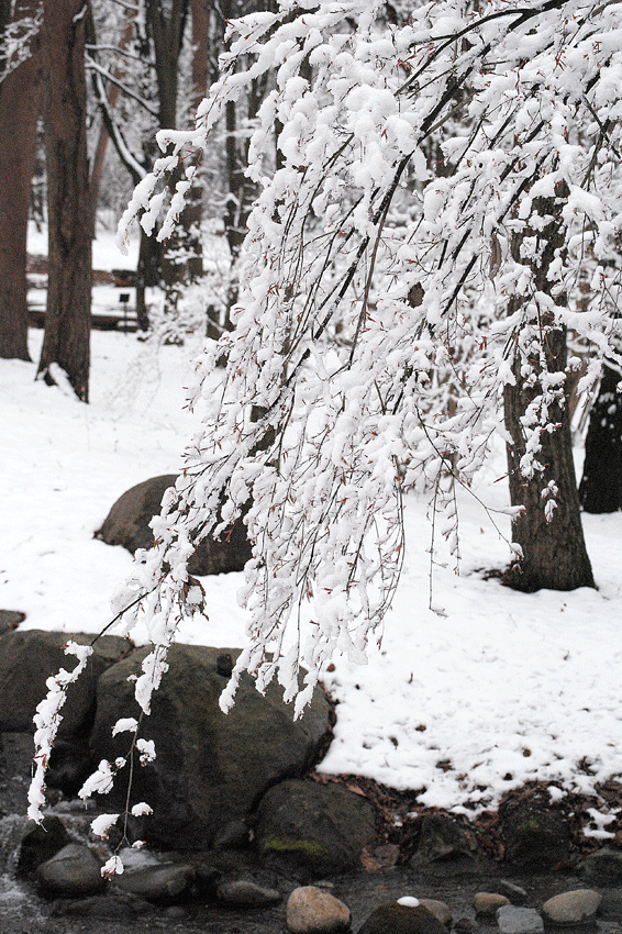 a0001354_1957025.gif