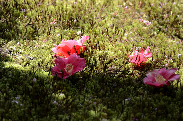 f0108478_1714982.jpg