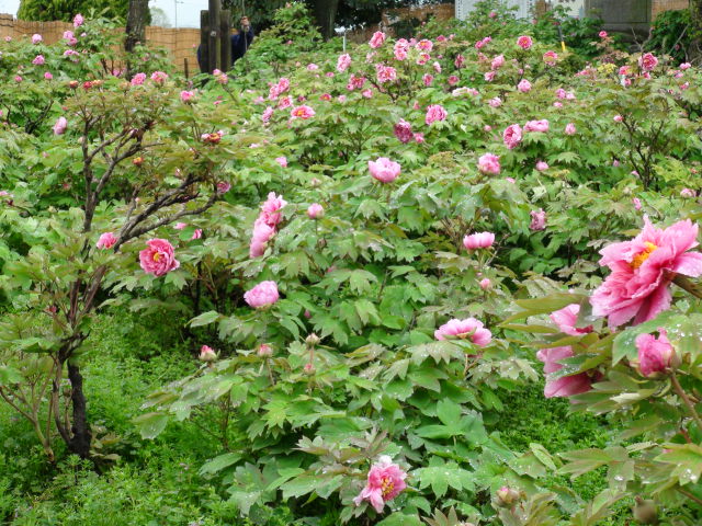 f0231709_23161060.jpg