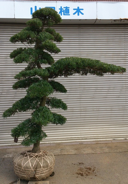 e0202111_1554920.jpg