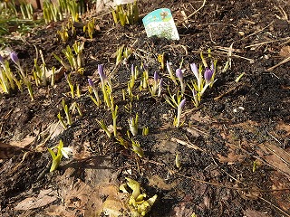e0004756_20171127.jpg