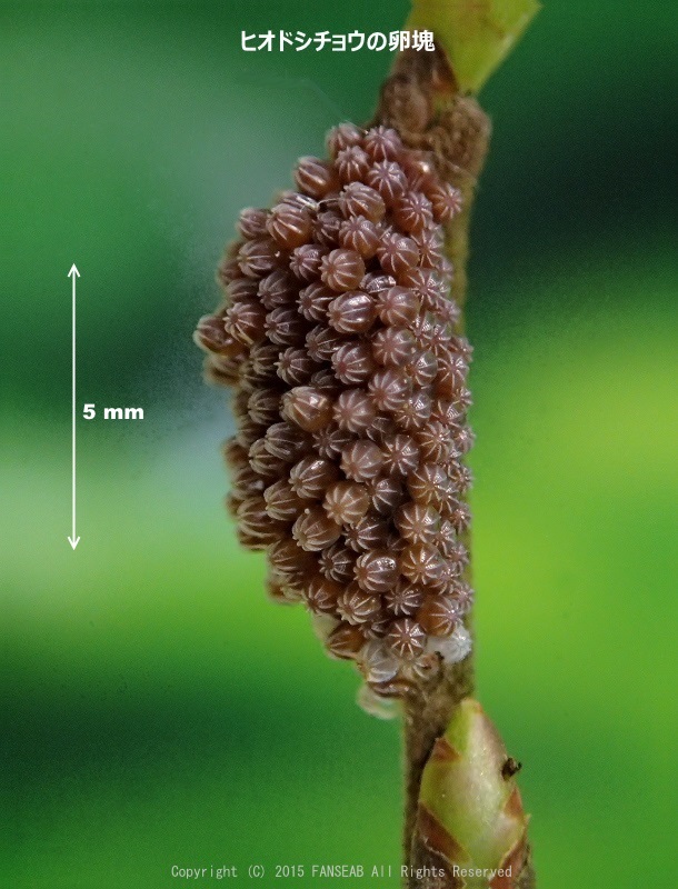 f0090680_21531678.jpg