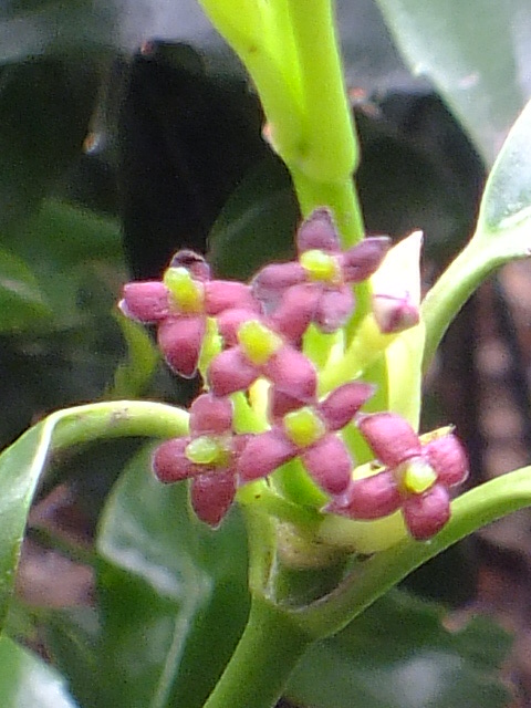 e0145782_17525952.jpg