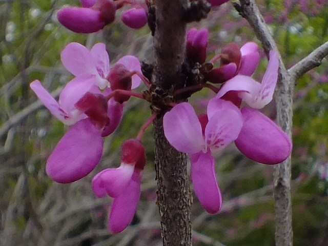 e0145782_1755166.jpg