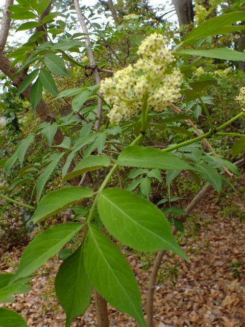 e0145782_17565830.jpg